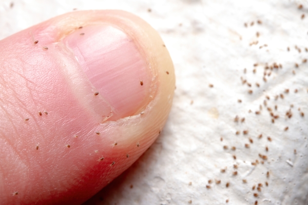 Professional Mite Removal Services in Canada