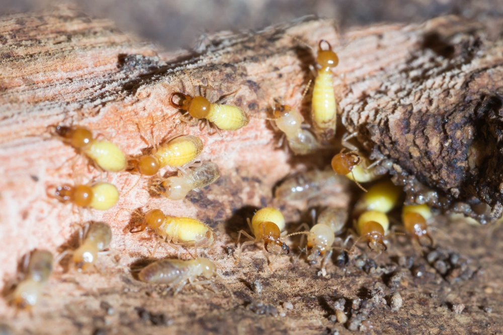 The Complete Guide to Professional Termite Control Services