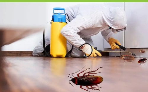 Termite Control Services: Complete Guide to Professional Termite Treatment 2025