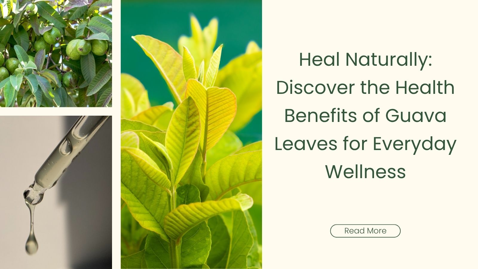 Heal Naturally: Discover the Health Benefits of Guava Leaves for Everyday Wellness