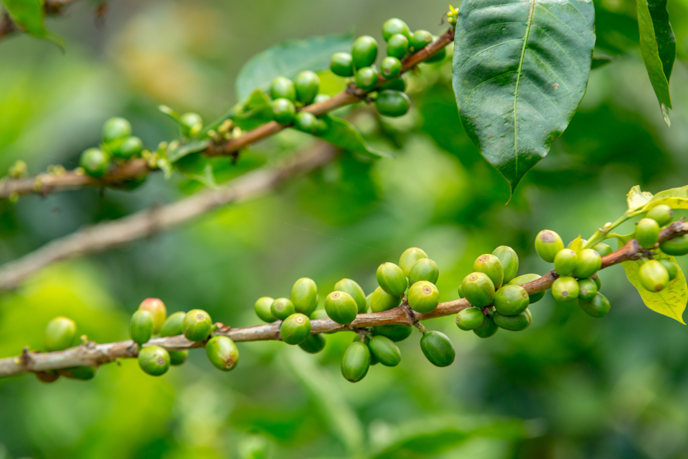 Green Coffee Market Opportunities, Key Trends, Industry Analysis, 2032