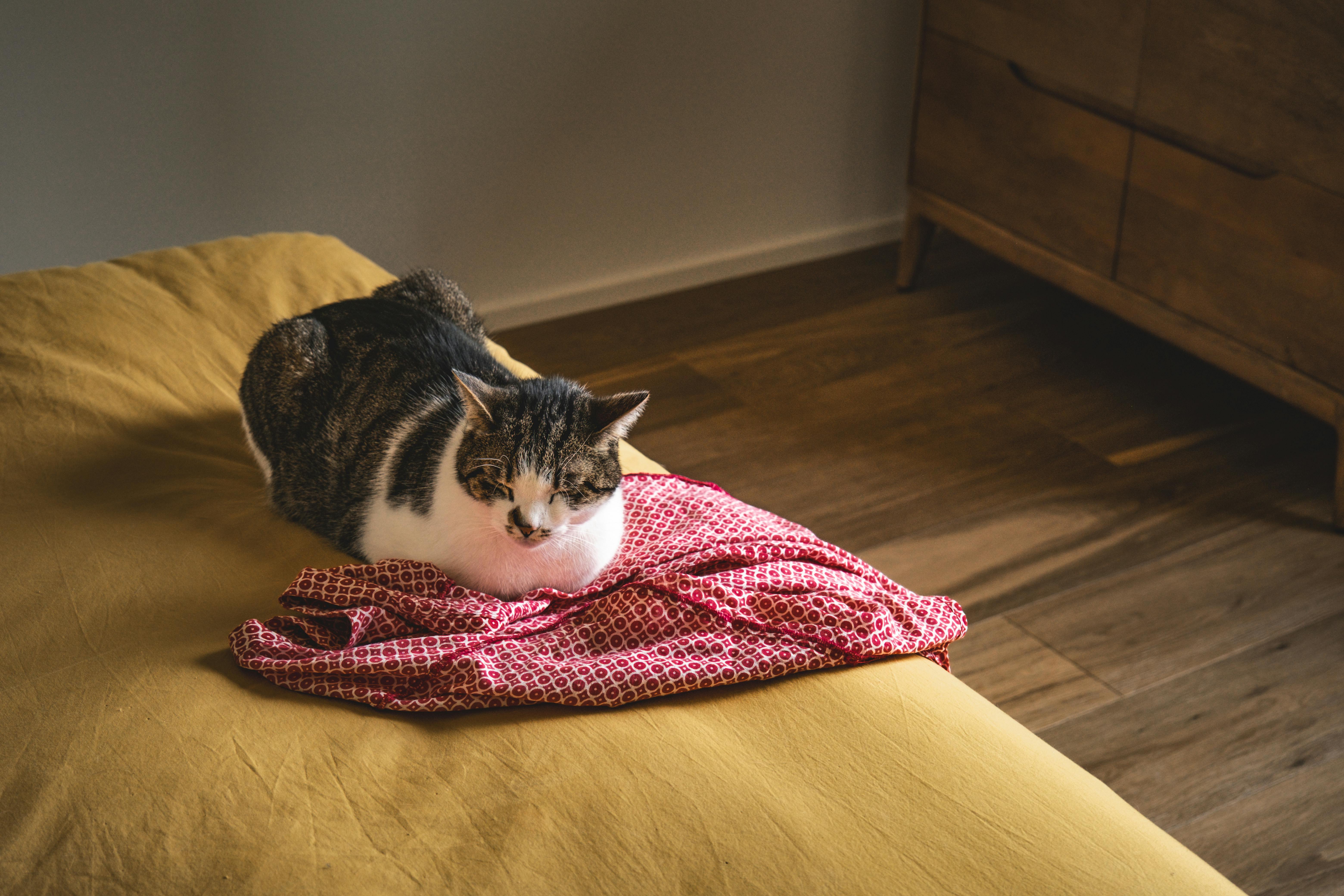 How to Tell if a Cat is Unwell: Signs You Should Never Ignore