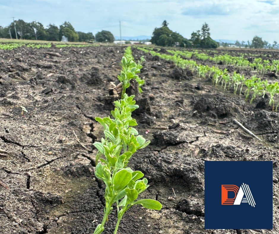 Why Hiring a Toowoomba Agronomist Is a Smart Move for Your Farm