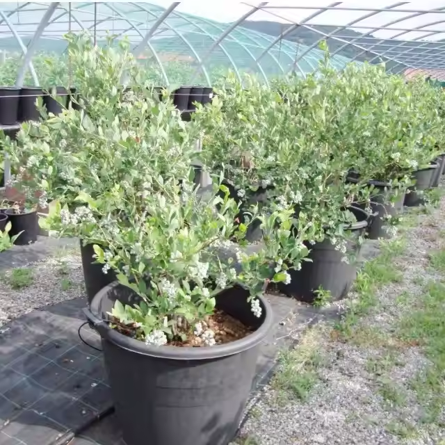 How deep should I plant a blueberry bush in a pot?