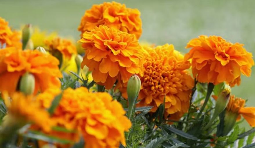 Best Outdoor plants for Your Garden: A Seasonal Guide