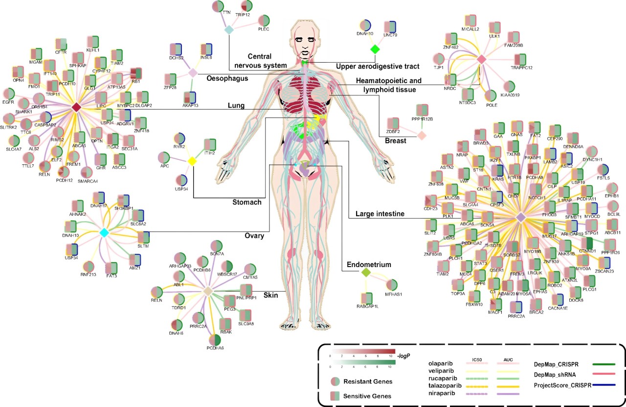 Alfa Cytology Starts Comprehensive Development Services for PARP Inhibitors Aimed at Advanced Cancer Treatment