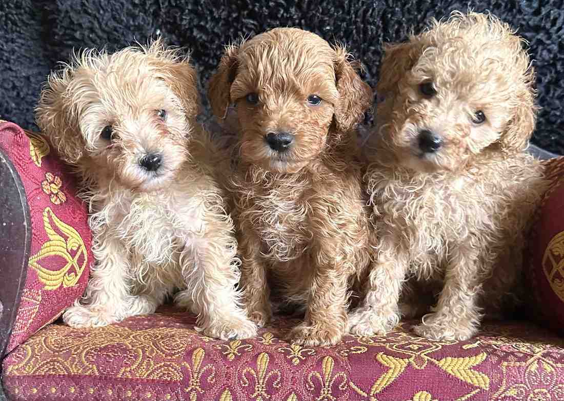 Finding the Perfect Companion: Why Toy Poodle Puppies in Brisbane Are More Than Just Pets