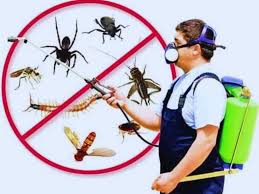 Premium Termite Control Treatment Services in Lahore – Safe, Reliable & Long-Lasting Solutions