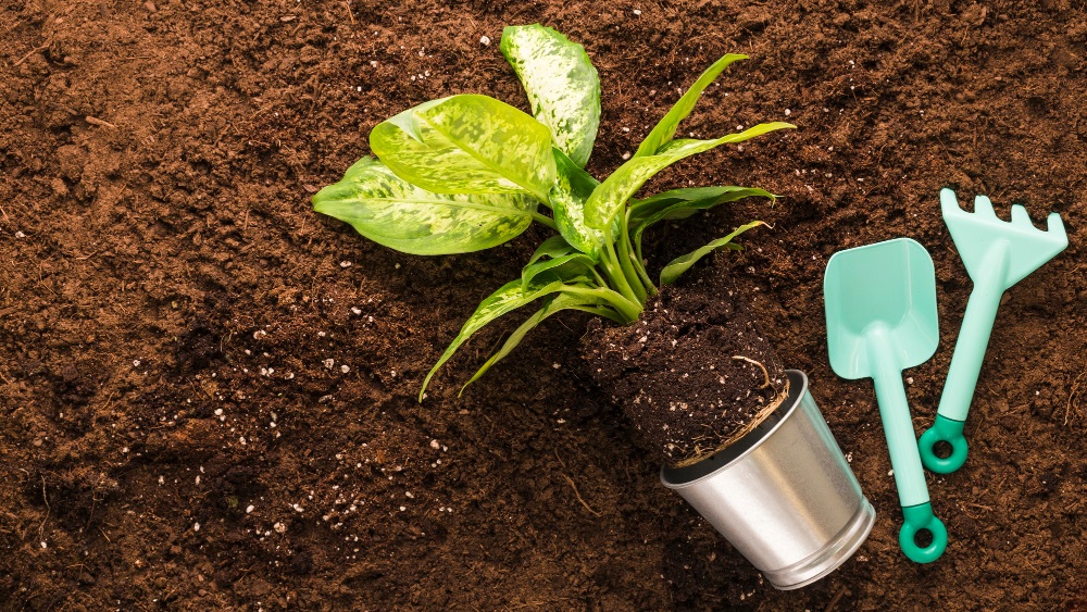 Exploring the World of Cocopeat and Coir Products in the USA