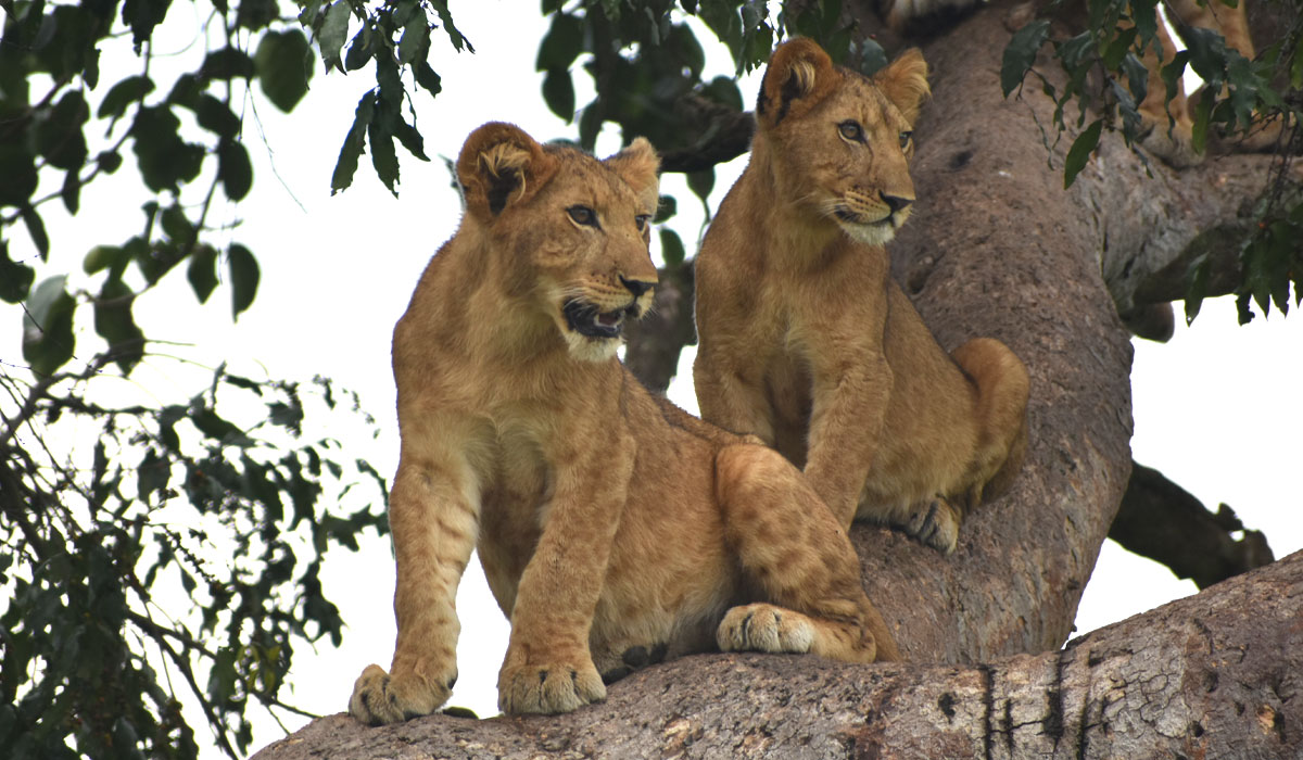 Tree Climbing Lions in Uganda