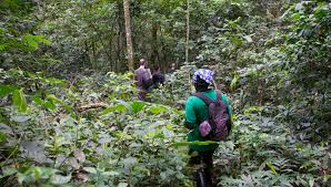 Kalinzu Forest in Queen Elizabeth National Park