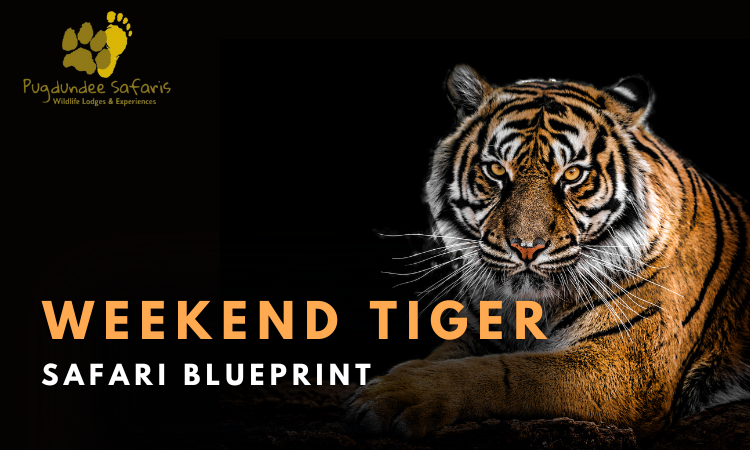 How to Plan a Weekend Trip to a Tiger Reserve in India