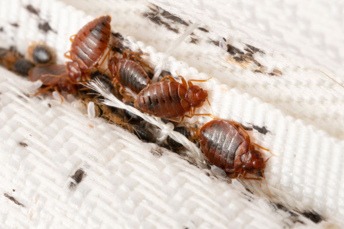 Professional Bed Bug Inspection Services in Canada