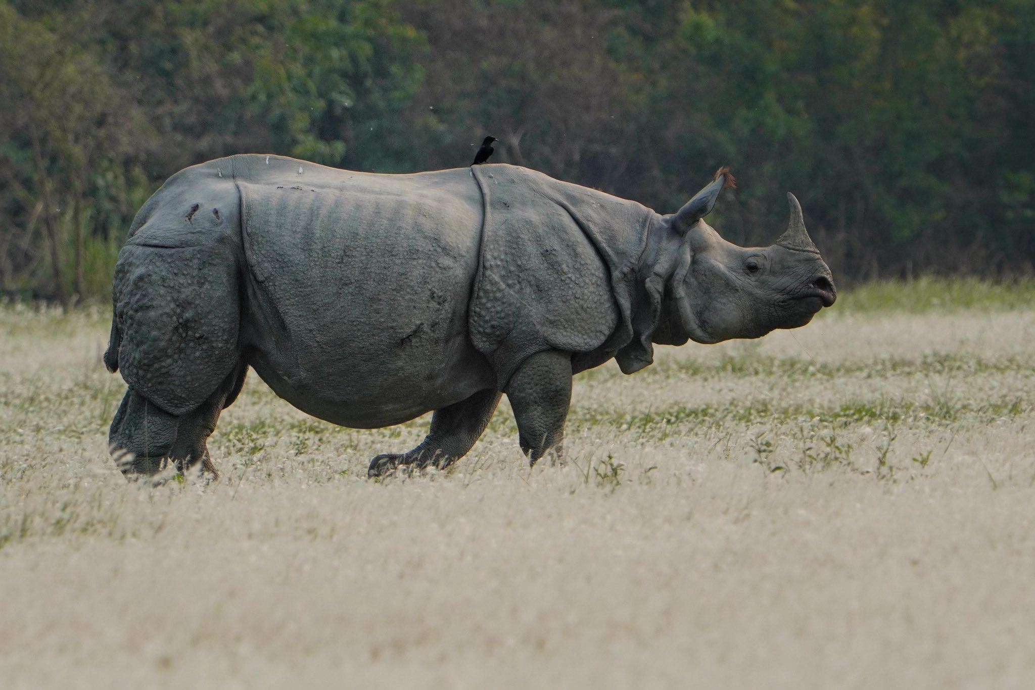 How to Reach Kaziranga Tiger Reserve from Guwahati