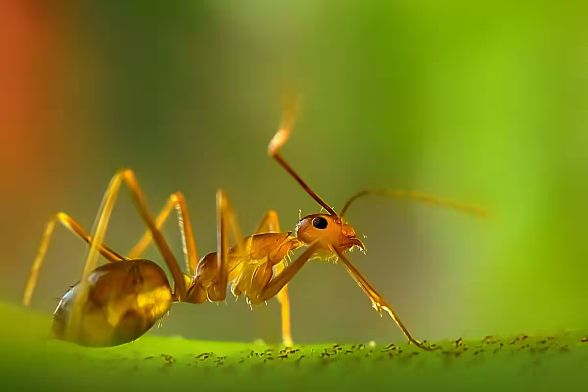 Effective Ant Treatment in Dover, DE – Same-Day Pest Control Services