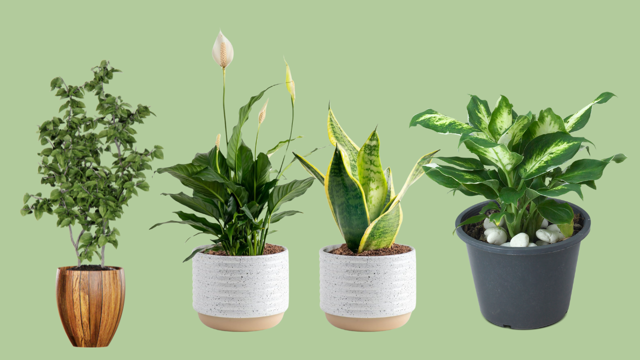Choosing Potted Plants for Graves in the UK: Beautiful, Low-Maintenance Options for Lasting Tribute
