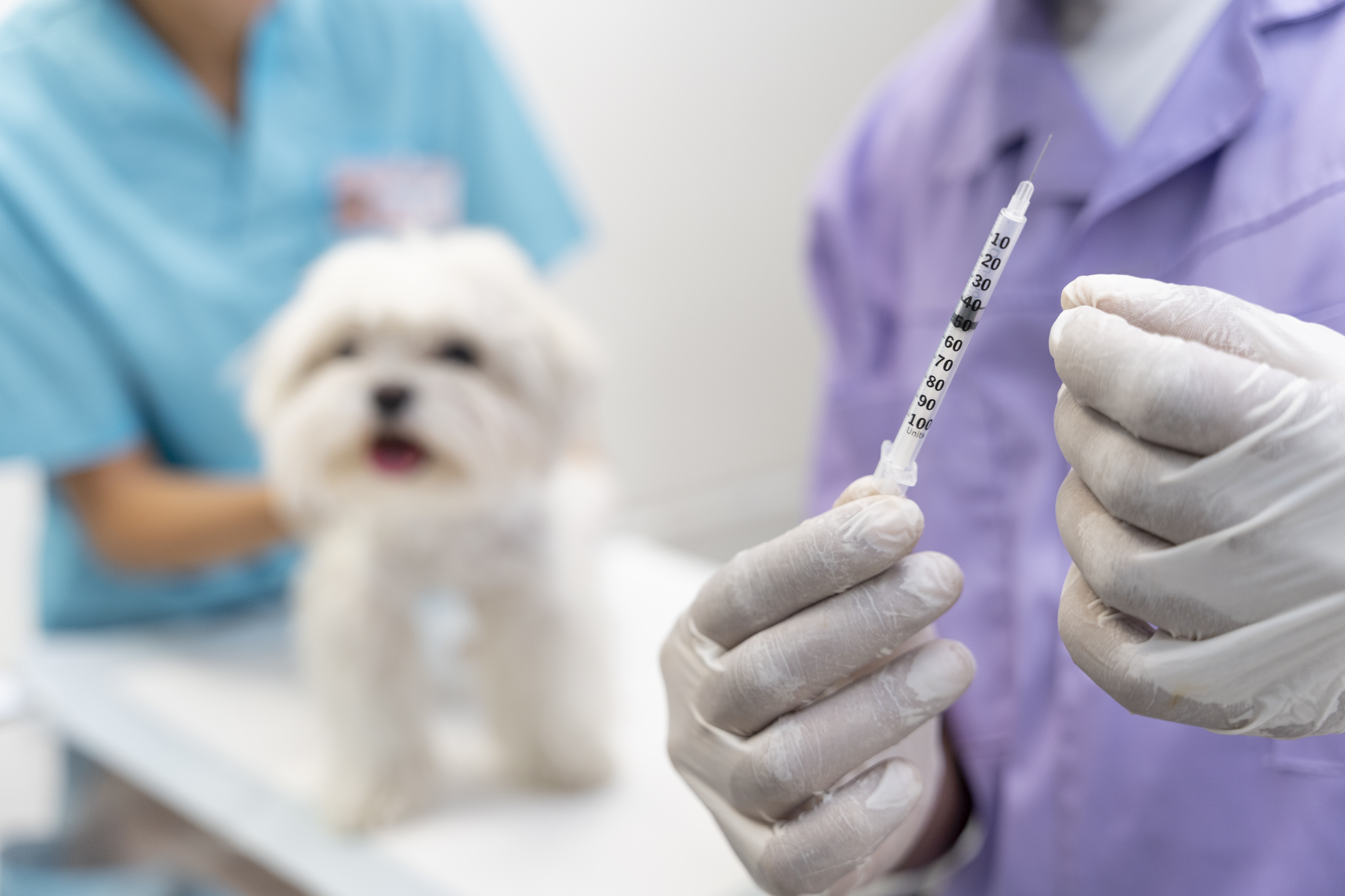 Dog Vaccination Schedule: What Every Owner Should Know