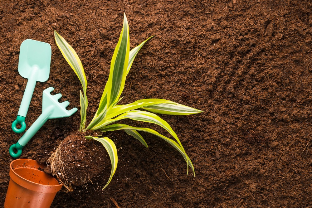 10 Tips for Finding the Best Coco Peat Suppliers in Mexico