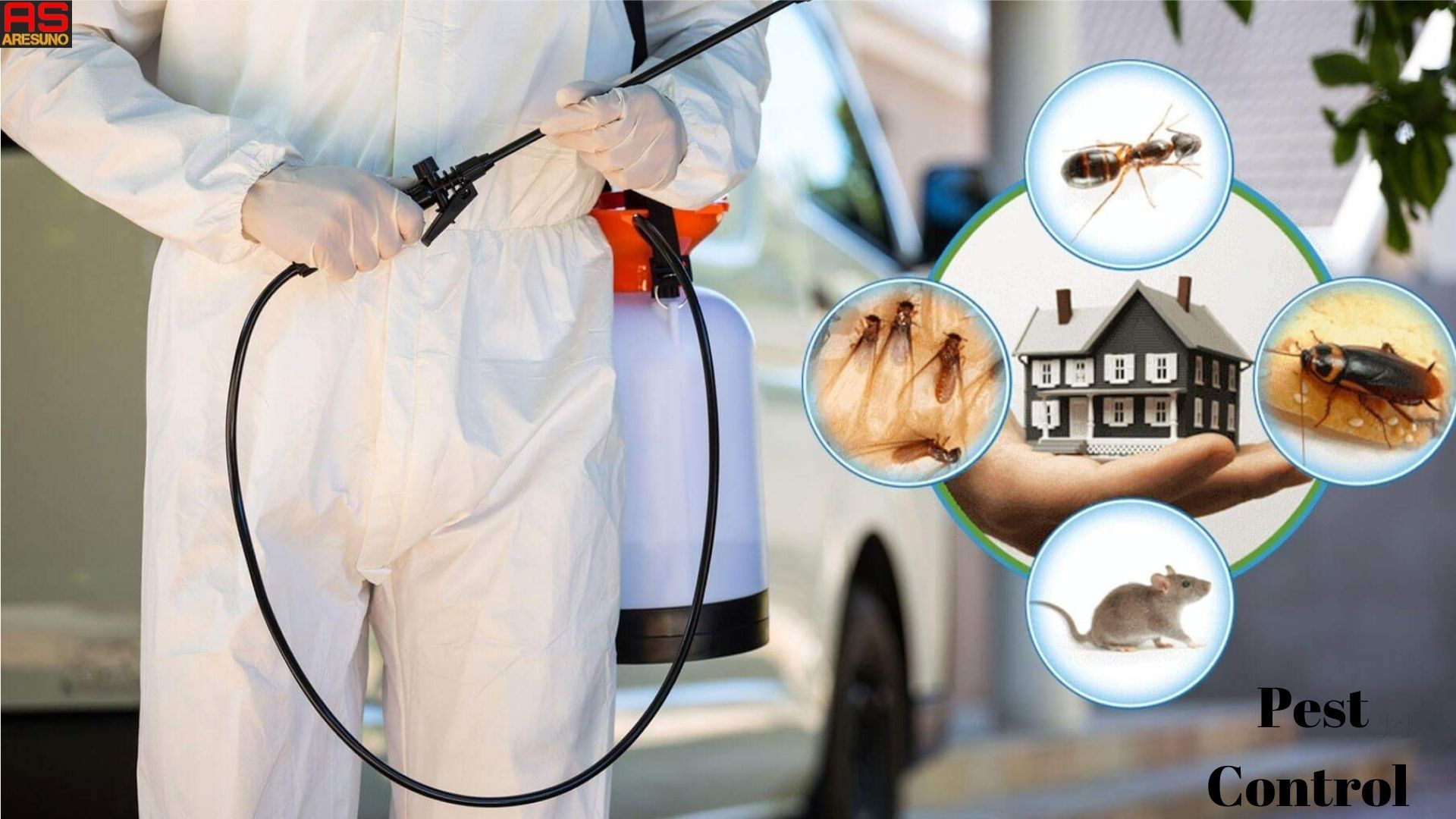 Pest Control Brooklyn: Can You Break a Lease Over Roaches?