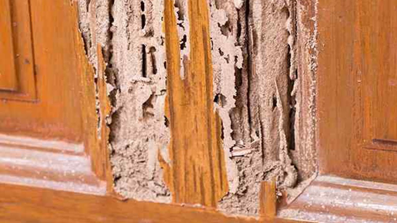 When the Walls Whisper: How One Tenant's Warnings About Termites Were Ignored Until It Was Too Late