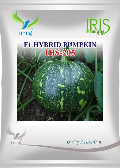 F1 Hybrid Pumpkin Seeds Online in India – High Yield & Disease Resistant