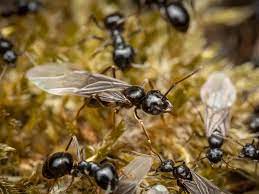 Can Ants and Flies Spread Harmful Diseases to Humans?