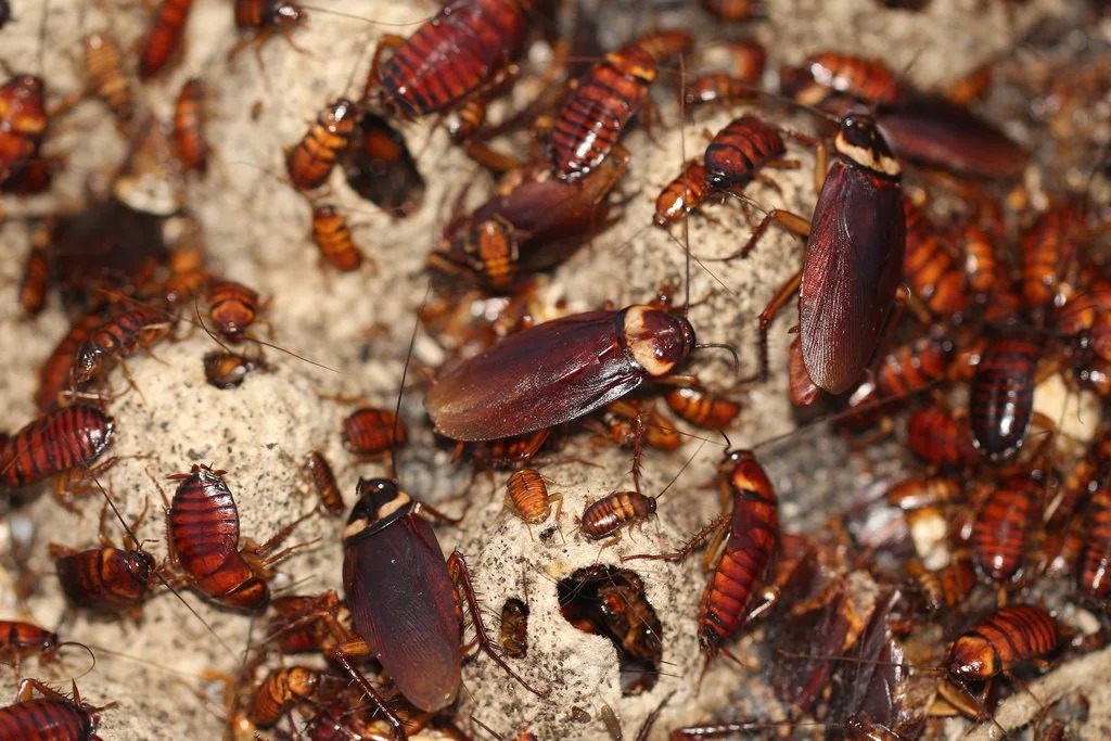 How to Tackle Cockroach Problems in Melbourne Homes?