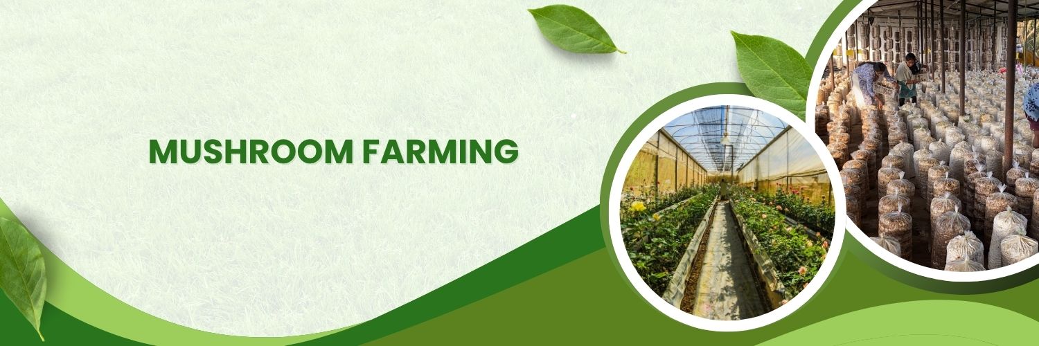 Mushroom Farming: Low Investment, High Return