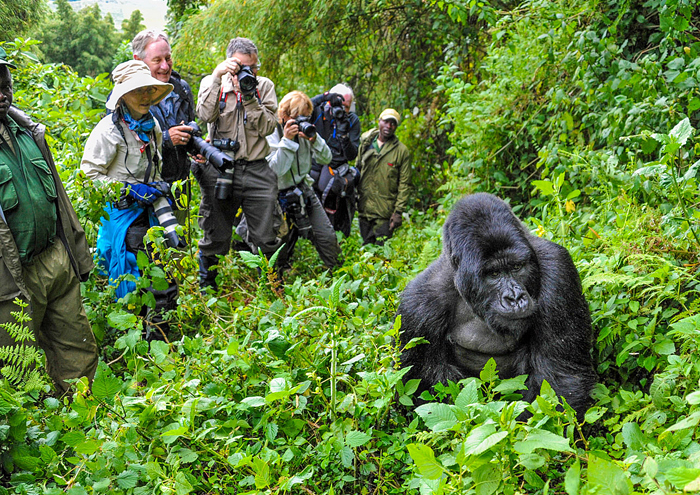 The Best Safari in Africa – A Simple Guide to an Amazing Adventure