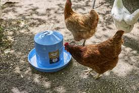 Small Change, Big Impact – Heated Chicken Waterers Explained
