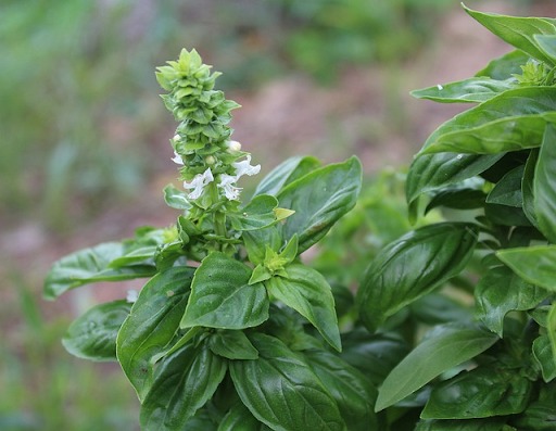 What Are Notoginseng Total Saponins? Health Benefits, Uses & Science Explained