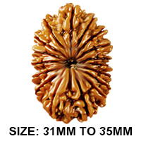 17 Mukhi Rudraksha – The Bead of Manifestation, Wealth & Spiritual Power