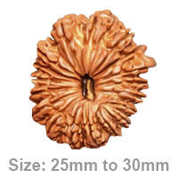 18 Mukhi Rudraksha – The Divine Bead of Earthly Wealth and Stability