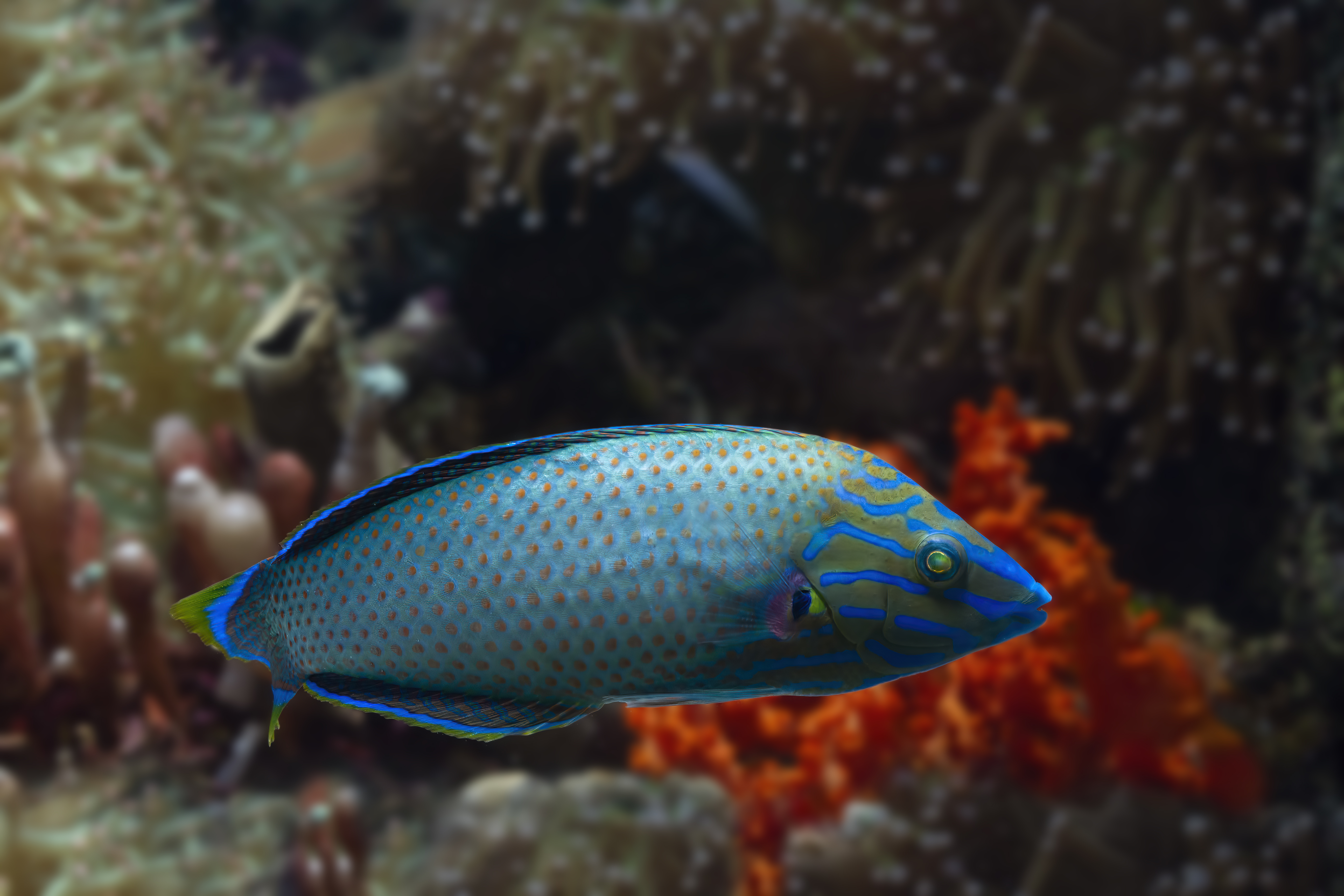 The Role of Fish Tags in Building Smarter, Connected Marine Ecosystems