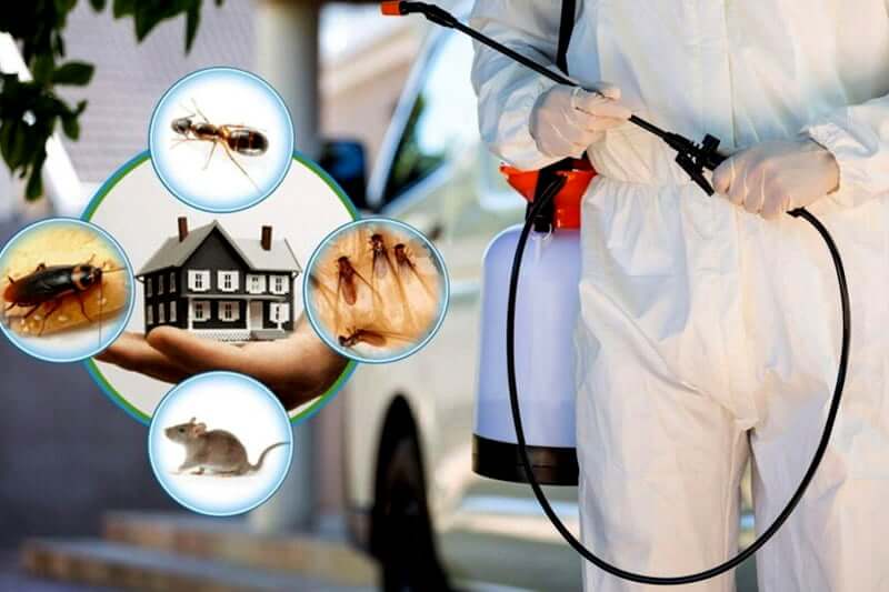 How effective are local pest control services near me for cockroach problems?