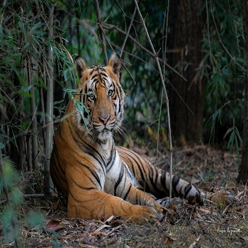 Ranthambore Tiger Safari Booking Guide: Everything You Need to Know for the Ultimate Wildlife Experience