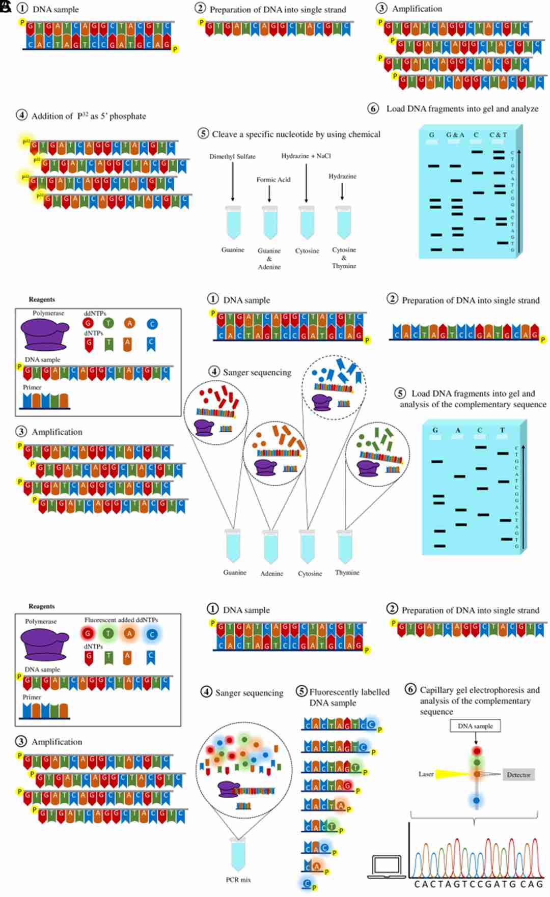Comprehensive Guide to DNA Sequencing Methods