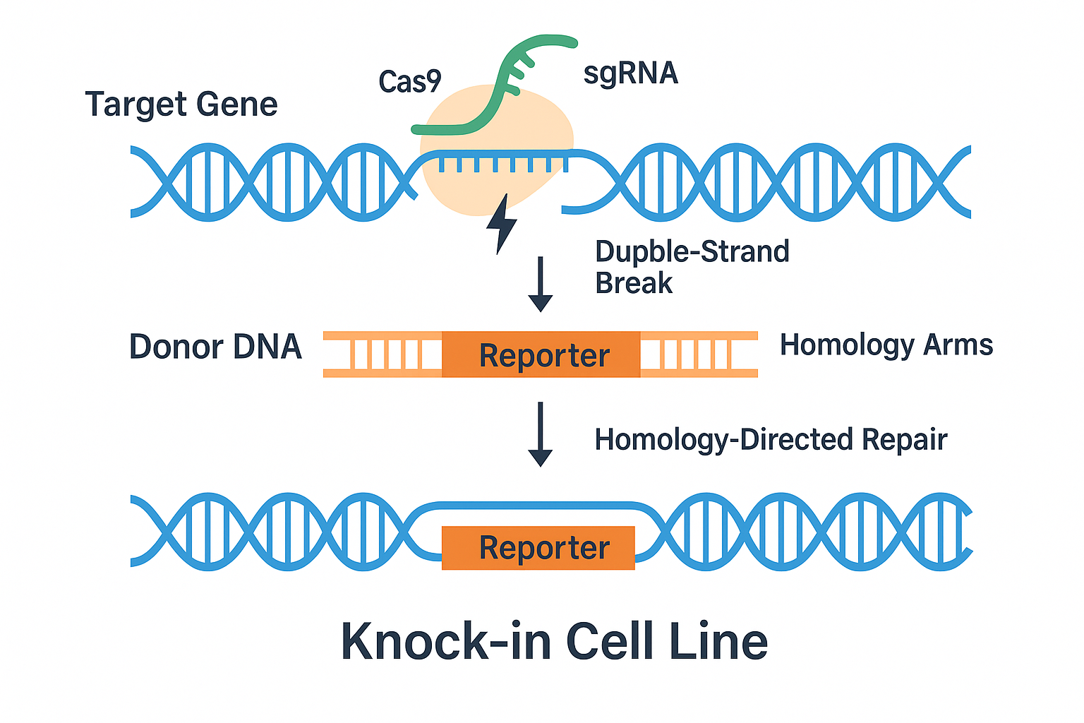 Precision in Action: How Knock-in Cell Lines Advance Molecular and Drug Discovery Research
