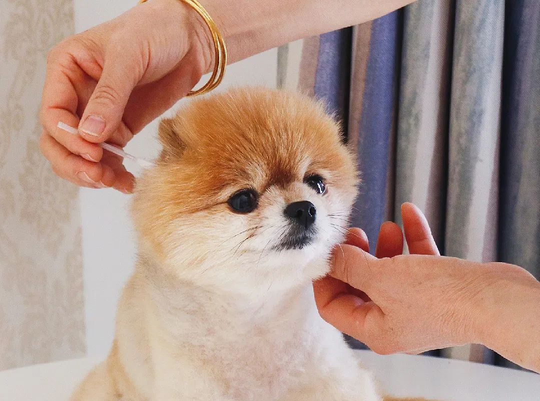 Dog Ear Mites vs Ear Wax: How to Spot the Difference Before It Gets Worse