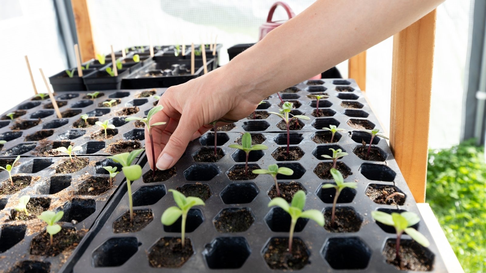 Germination Don’t’s: 5 Seed Starting Mistakes That Can Sabotage Your Garden