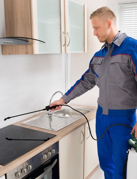 Ants Removal Hamilton: Keep Your Property Free of Invasive Pests