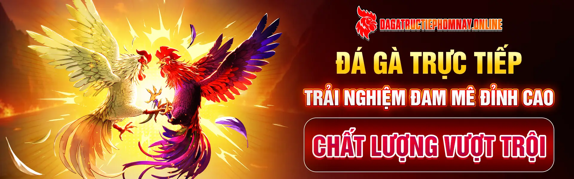 Màu mạng gà đá: Yếu tố phong thủy giúp chiến kê chiếm ưu thế trên sới đấu