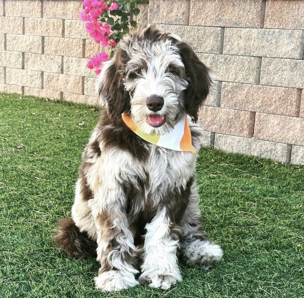 First-Time Doodle Owner? How Top California Breeders Help You Prepare