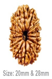 13 Mukhi Rudraksha – The Divine Bead for Attraction, Charisma & Fulfillment