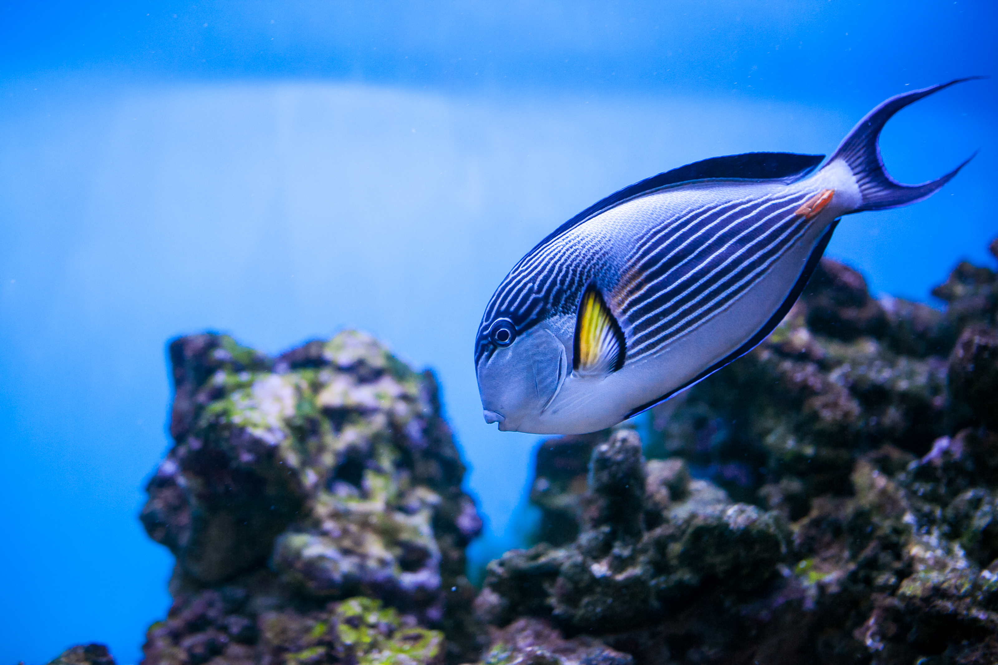 From Reef to Release: How Tag Readers Help Track Fish Migration