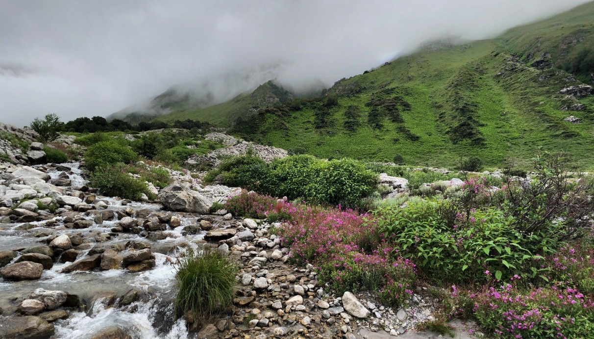 Best Season to Visit Valley of Flowers: A Complete Guide to Planning the Perfect Trip