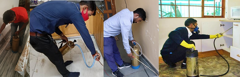 Pest Control in Panchkula: Safe Solutions for Your Home and Family