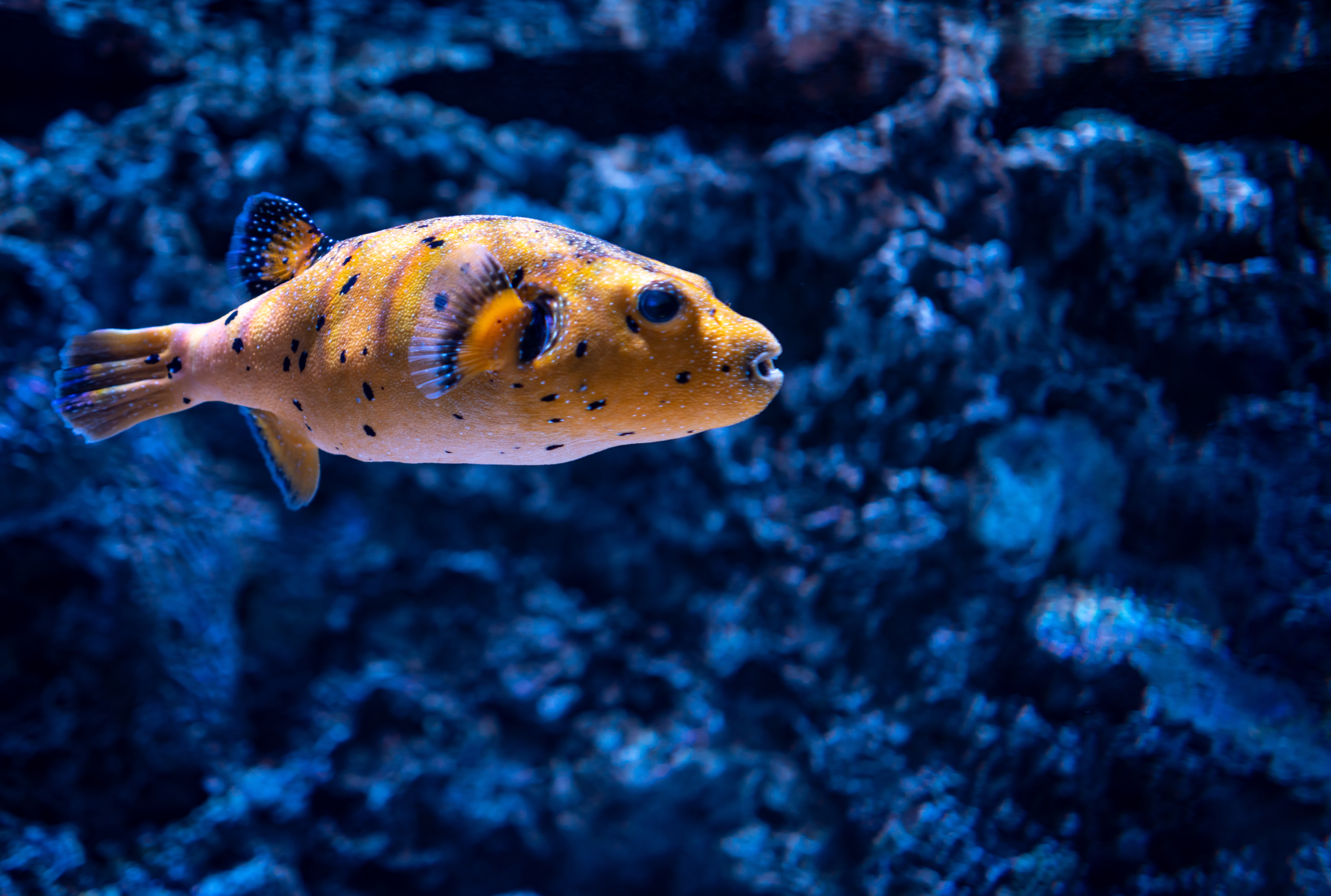 Commercial Fisheries and PIT Tags: Improving Stock Assessment Accuracy