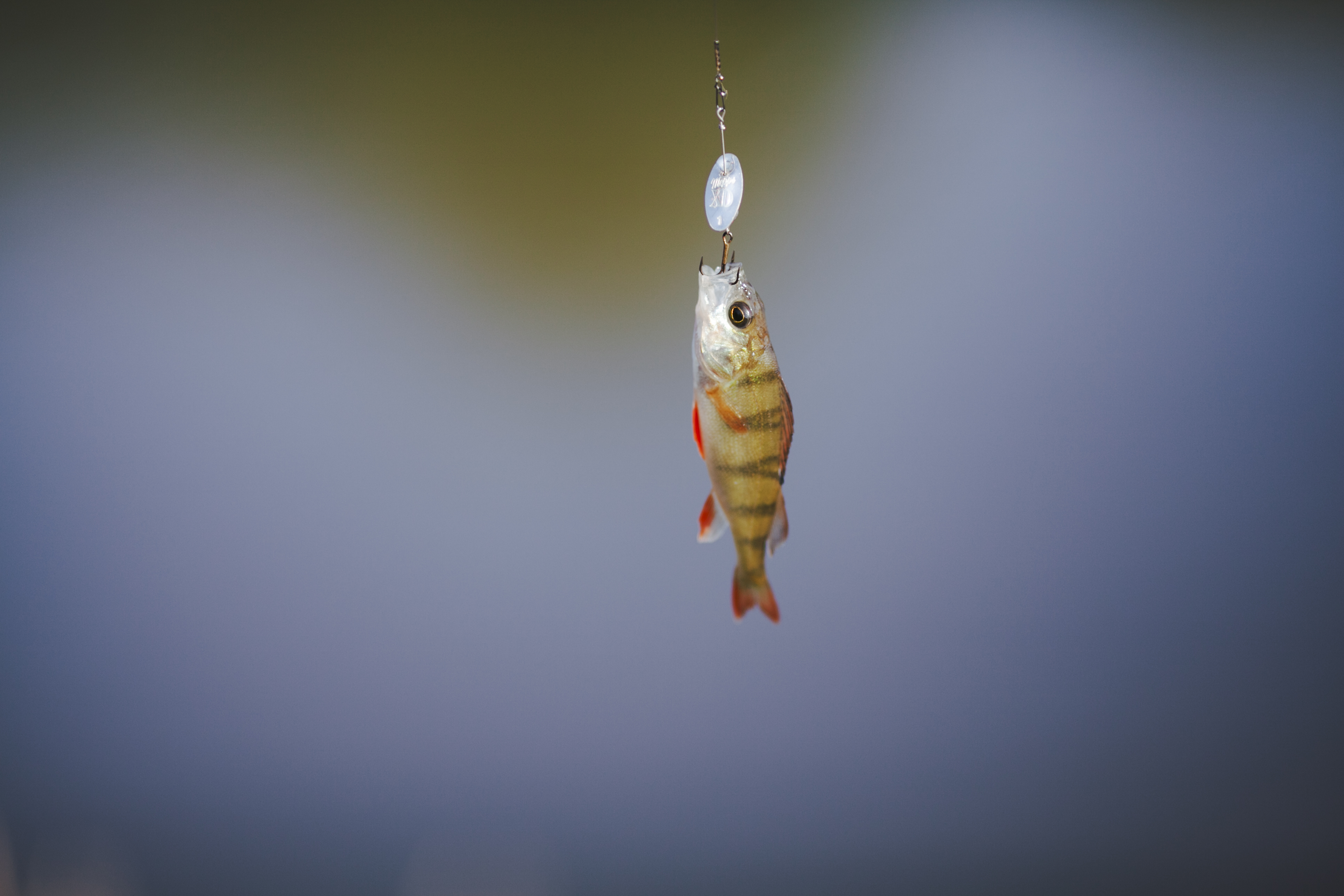 Why Biologists Are Turning to RFID Tag Readers for Accurate Fish Behavior Studies