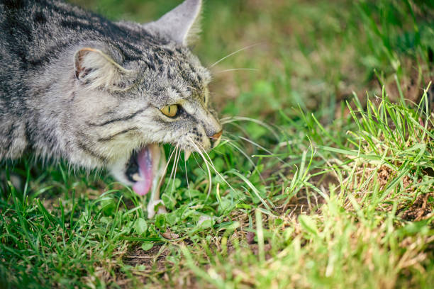Home Remedies for Cat Throwing Up – Easy Tips to Help Your Cat Feel Better